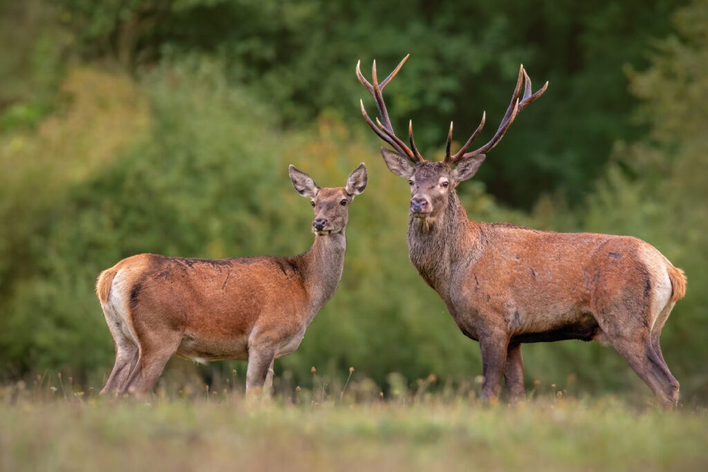 Cerf et biche