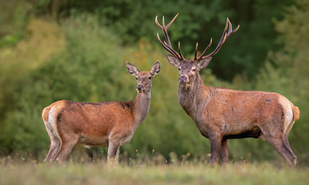 Cerf et biche