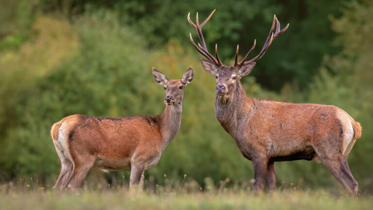 Cerf et biche