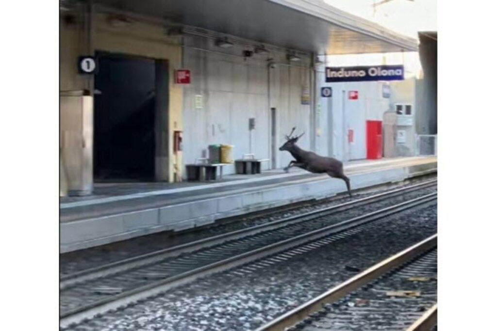 Cerf sur les quais d'une gare italienne