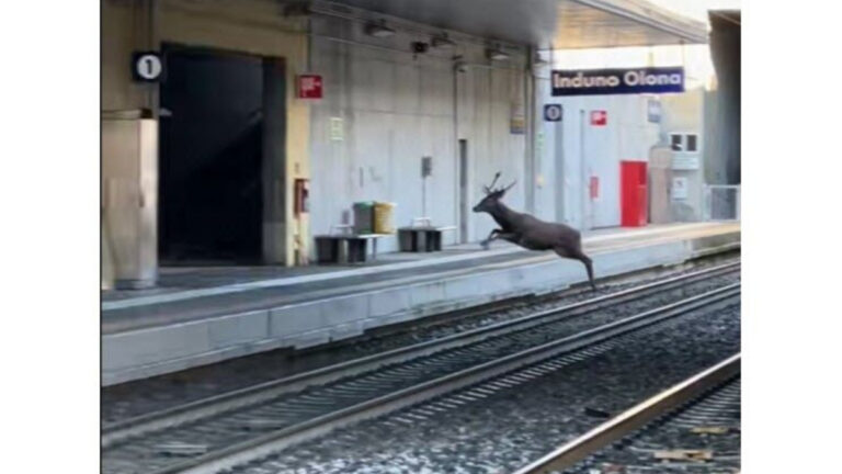 Italie : un cerf majestueux fait irruption sur les quais d’une gare