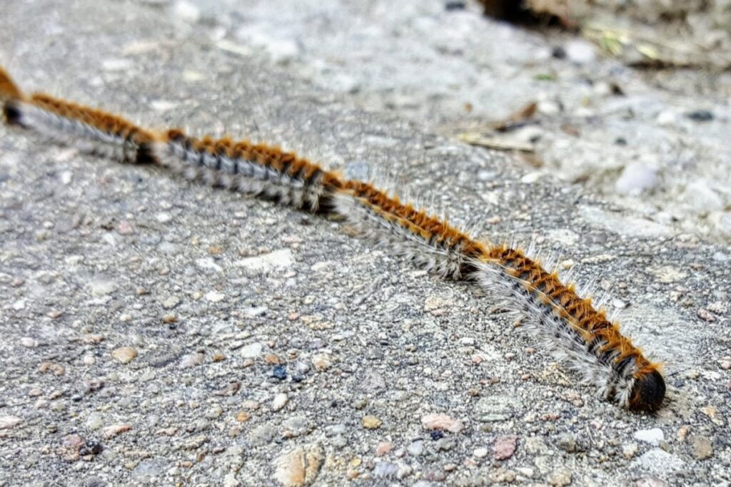 Chenilles processionnaires du pin