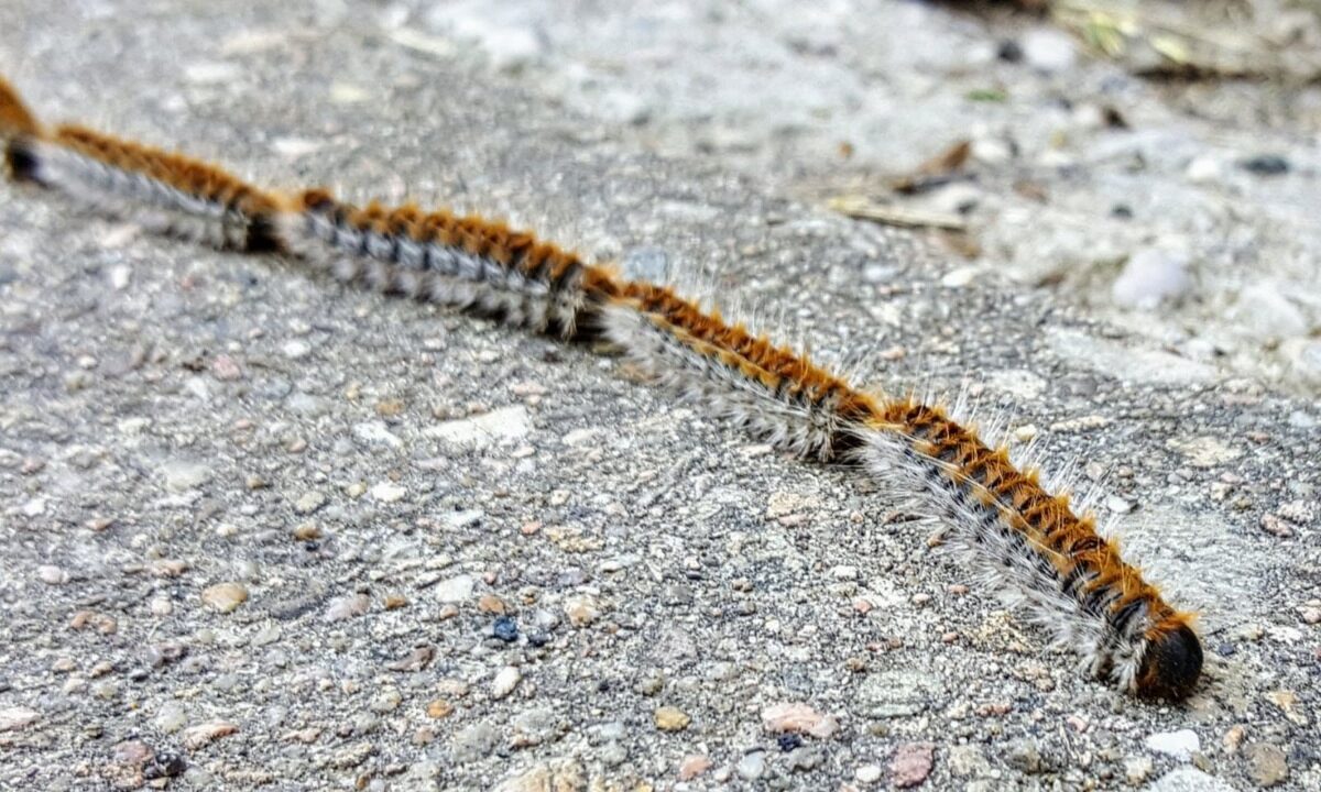 Chenilles processionnaires du pin