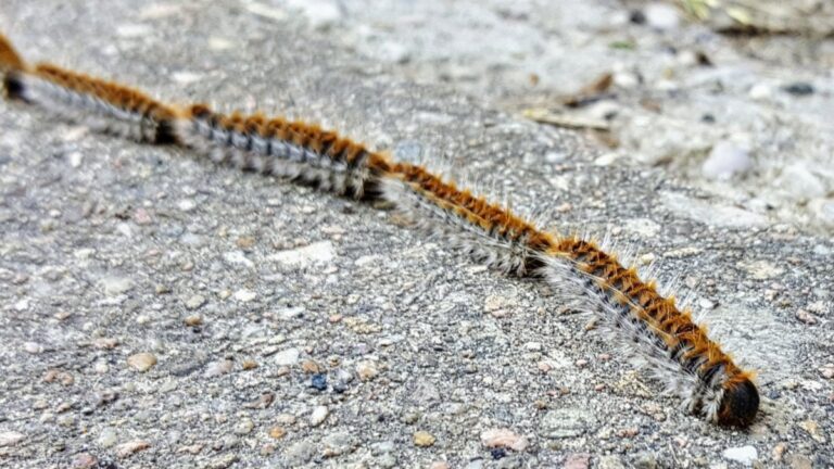 Une méthode radicale pour les chenilles processionnaires: tirer les nids au fusil de chasse !