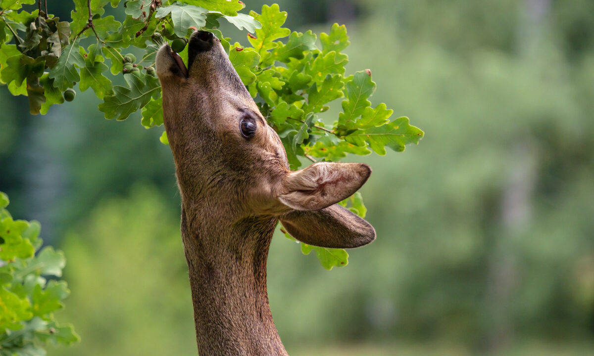 Chevreuil qui attaque un chêne