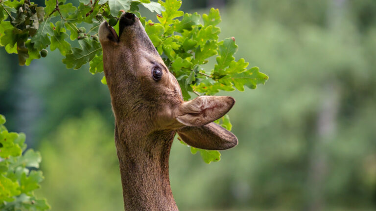 Chevreuil qui attaque un chêne