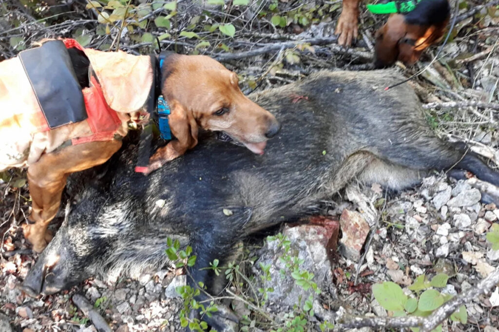 Chien à la mort sur un sanglier