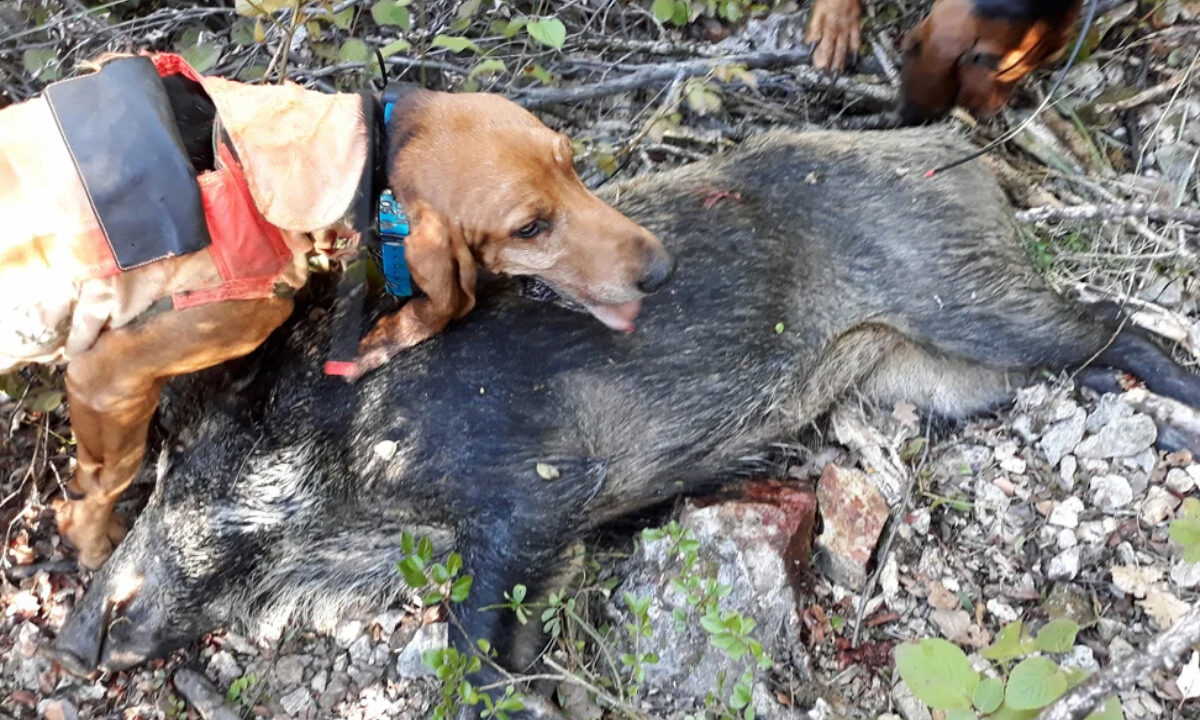 Chien à la mort sur un sanglier