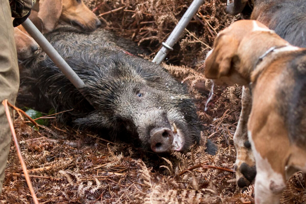 Chiens maladie Aujesky