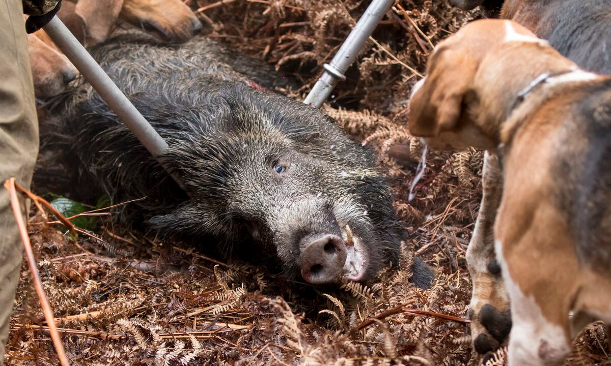 Chiens maladie Aujesky