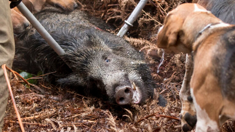 Alerte sanitaire : la maladie d’Aujeszky progresse chez les sangliers, les chasseurs appelés à la vigilance