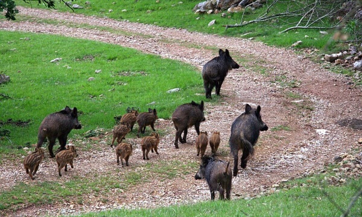 Compagnie de sangliers