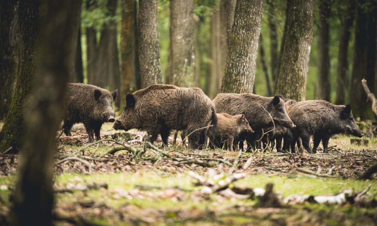 Compagnie de sangliers