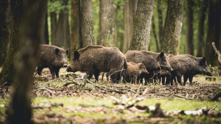 Compagnie de sangliers