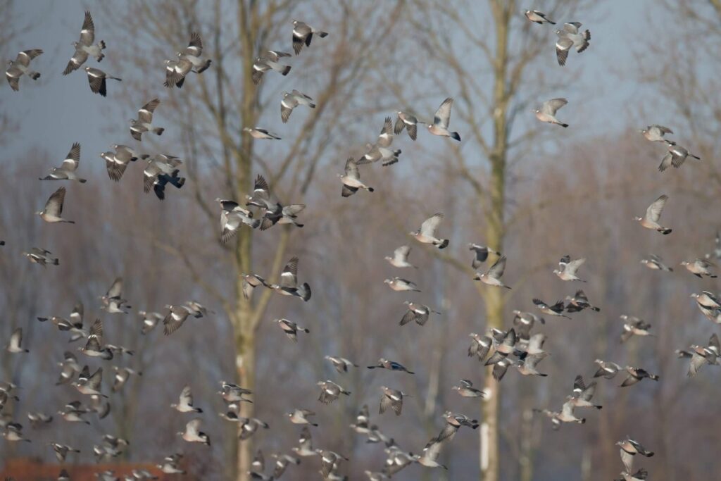 Envol de palombes hivernantes