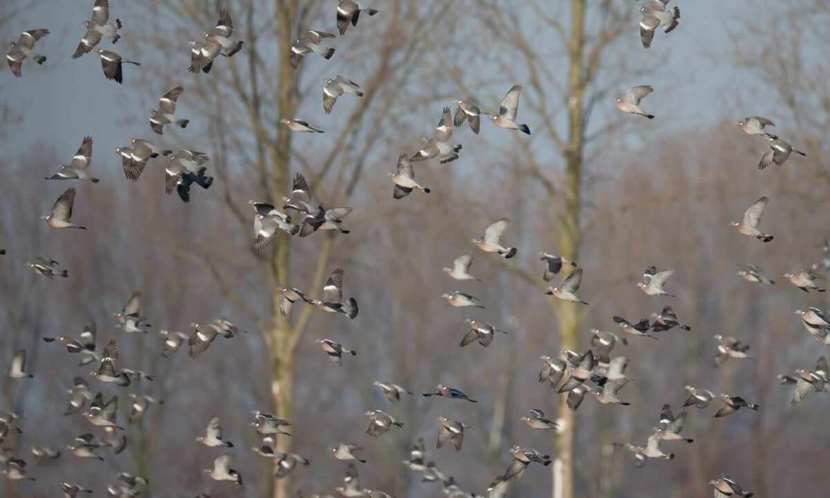 Envol de palombes hivernantes