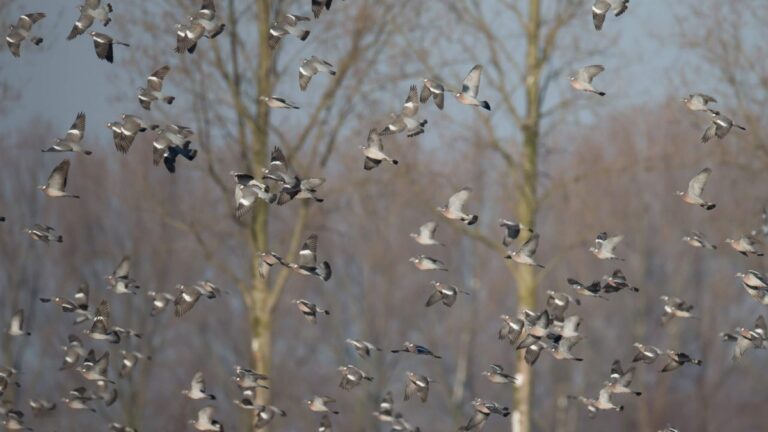 Recensement des palombes hivernantes: la FDC 87 mobilisée