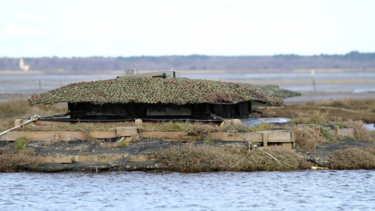 Grippe aviaire : action coup de poing des chasseurs de gibier d’eau en Loire-Atlantique