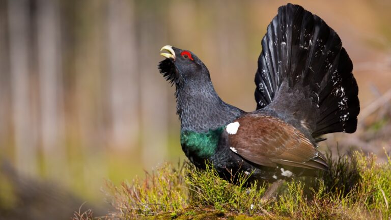 Aude : élèves et chasseurs unis pour la préservation du Grand Tétras