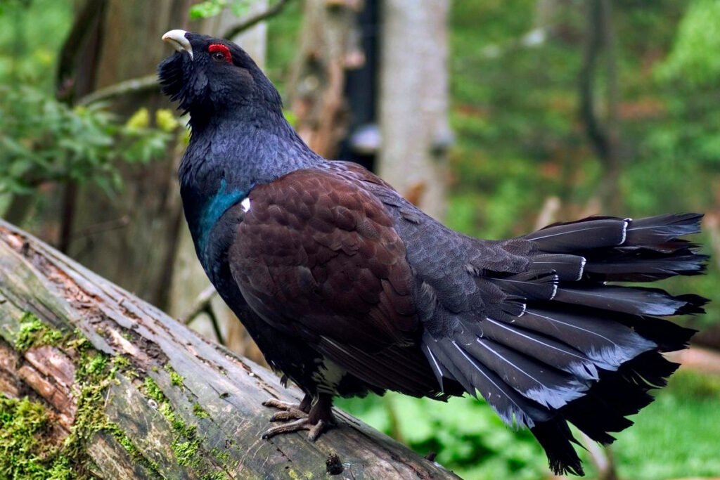 Grand tétras dans les Vosges
