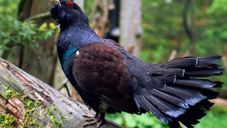 Grand tétras dans les Vosges