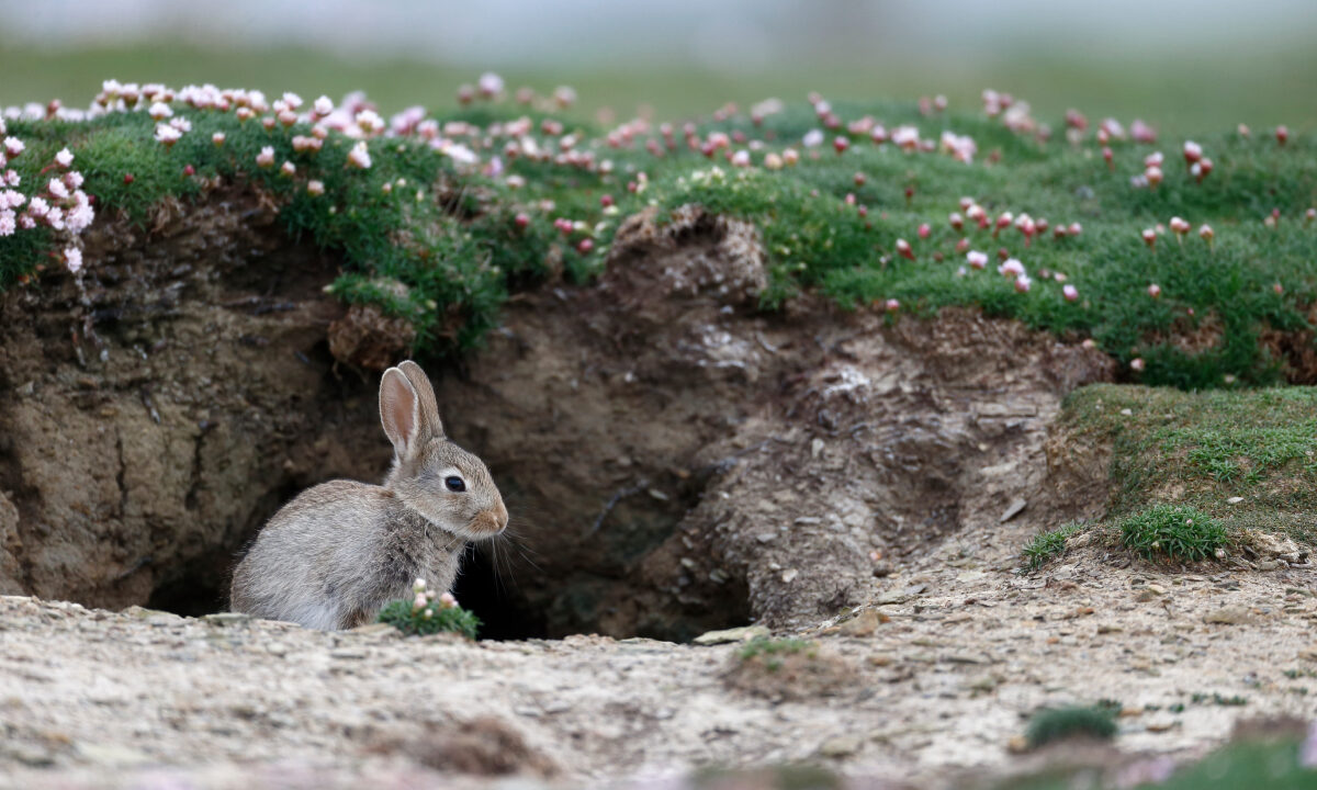 Lapin de garenne