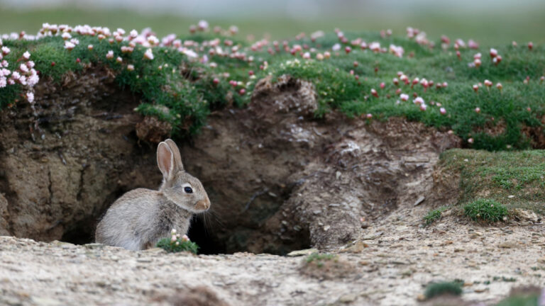 Lapin de garenne