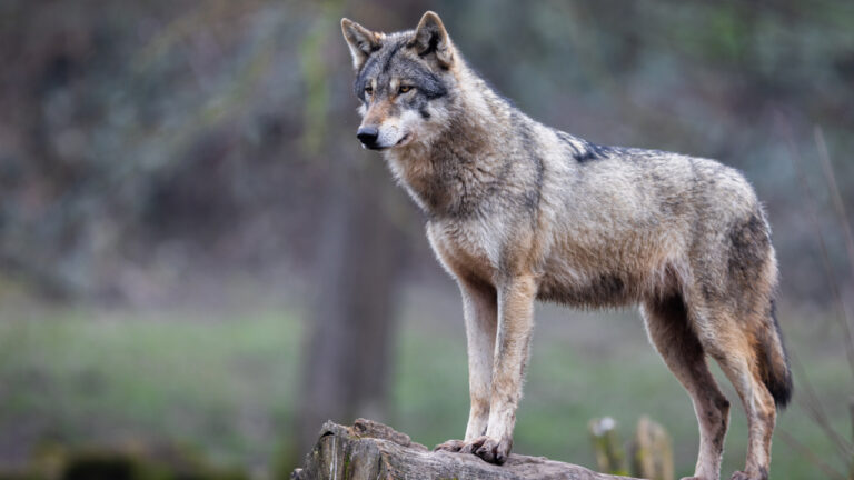 Alsace : les chasseurs dénoncent l’omerta sur le loup