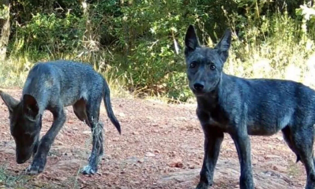 Loups noirs dans le Var