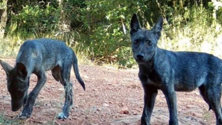 Loups noirs dans le Var