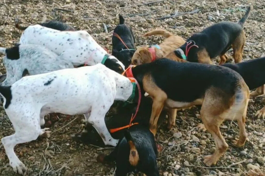 Meute de chiens sur sanglier