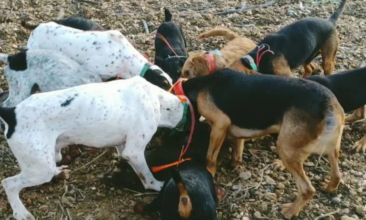 Meute de chiens sur sanglier