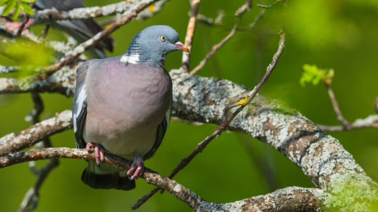 Fauses alerte dans les Landes : la yersiniose écartée chez les palombes