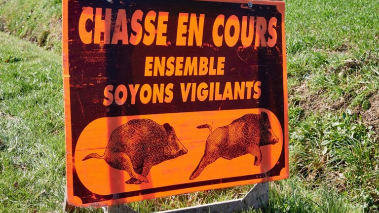Tarn-et-Garonne : un chasseur grièvement blessé lors d’une battue au sanglier