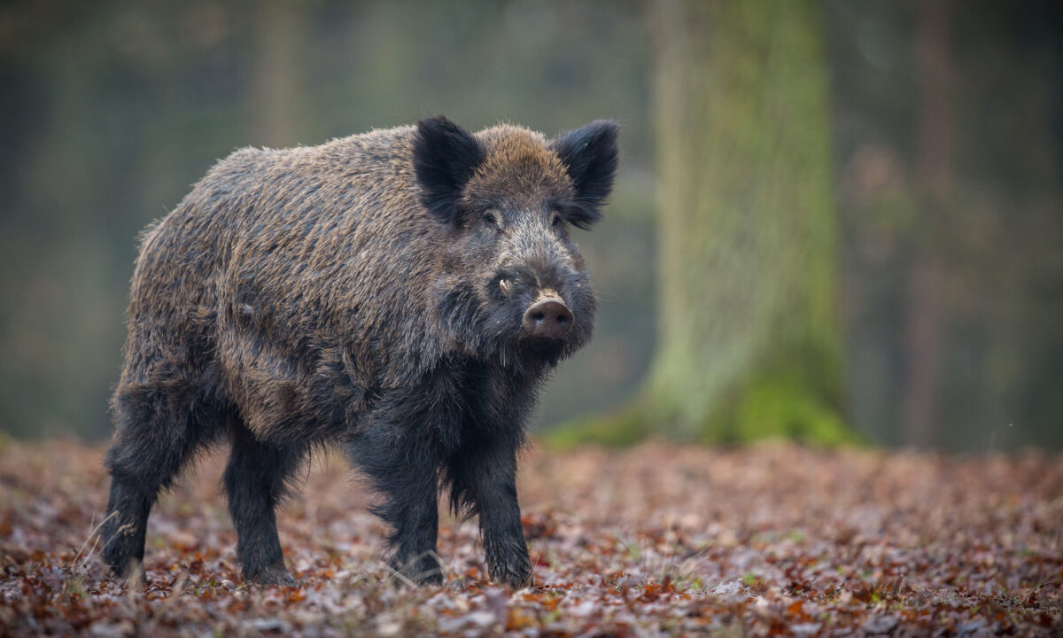 Sanglier