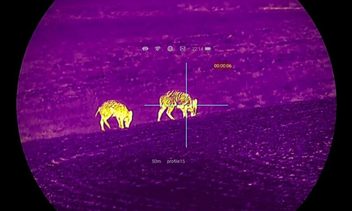 Sangliers Lunette thermique