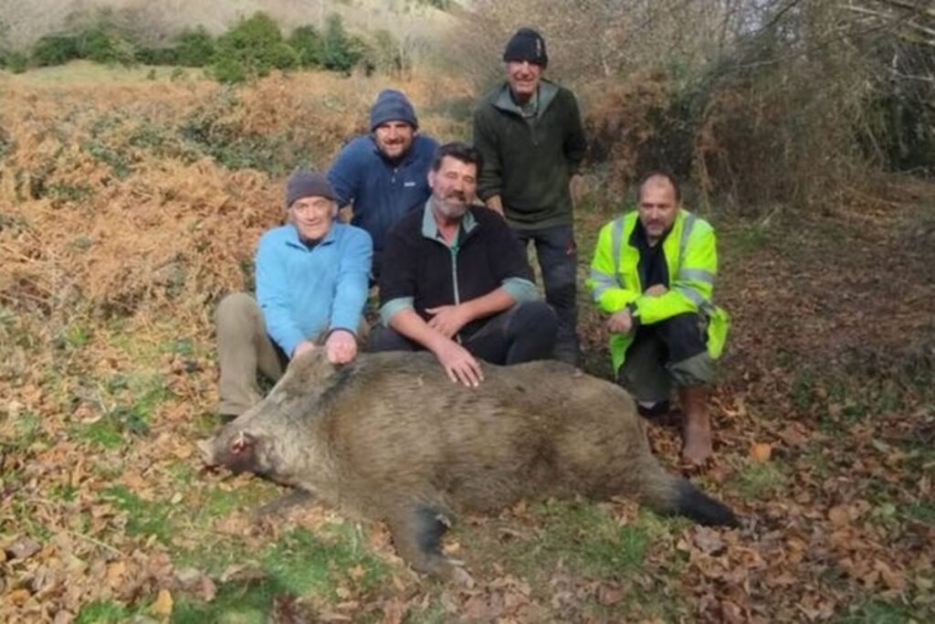 Sanglier de 134 kg prélevé à Campan (Hautes-Pyrénées
