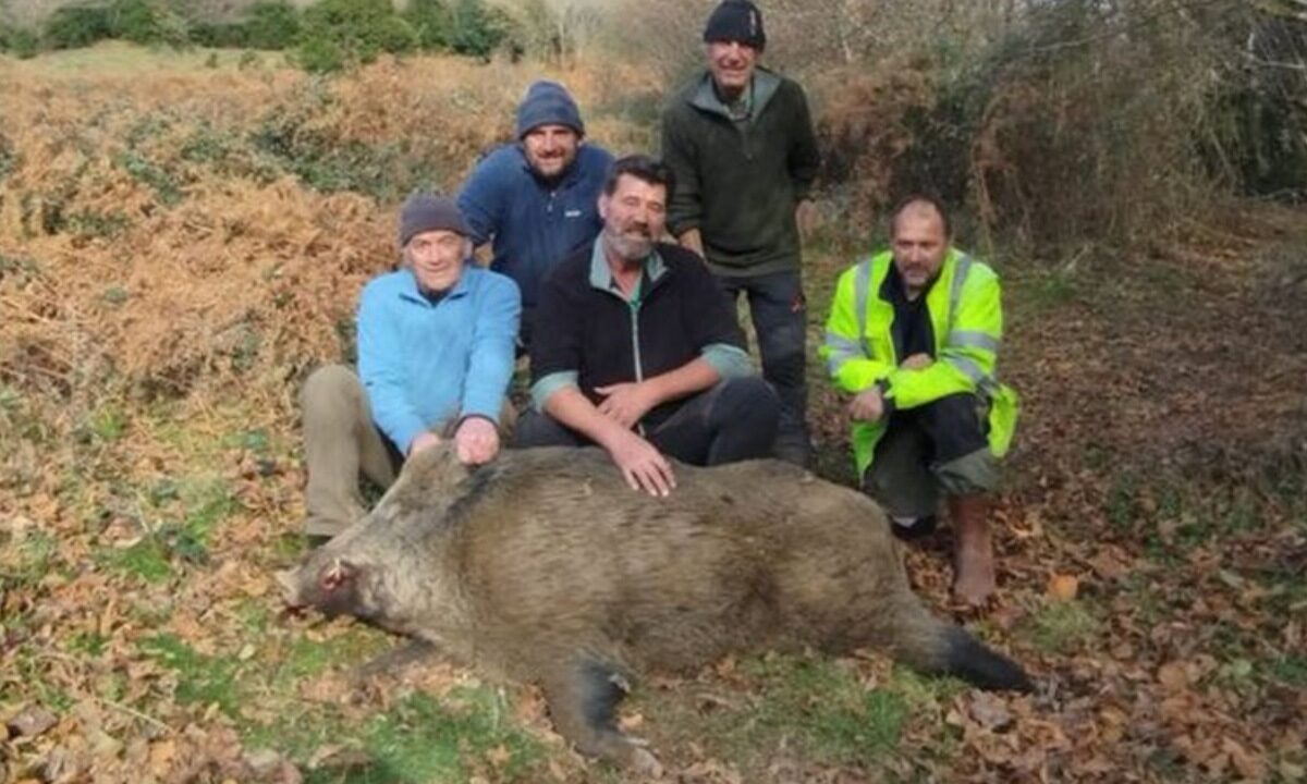 Sanglier de 134 kg prélevé à Campan (Hautes-Pyrénées