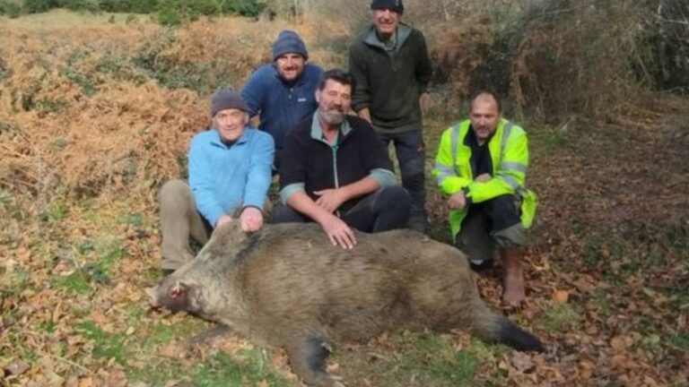 Hautes-Pyrénées: Un sanglier de montagne de 134 kg prélevé en battue !