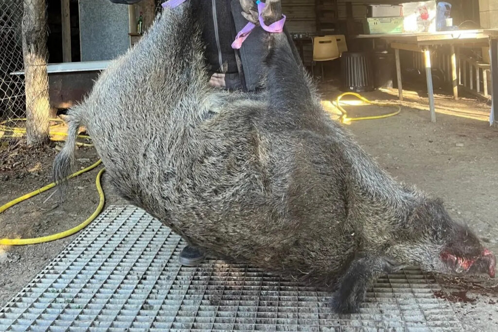 Sanglier de 140 kg prélevé à Bréau-Mars, Cévennes gardoises
