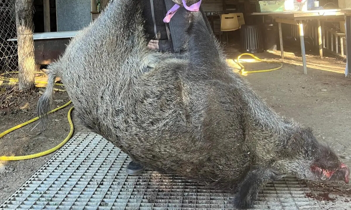 Sanglier de 140 kg prélevé à Bréau-Mars, Cévennes gardoises