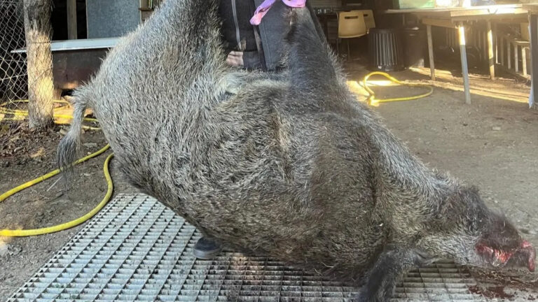 Sanglier de 140 kg prélevé à Bréau-Mars, Cévennes gardoises