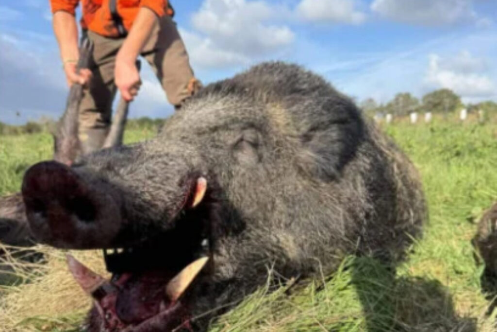 Sanglier de 186,550 kg prélevé en battue dans le Morbihan