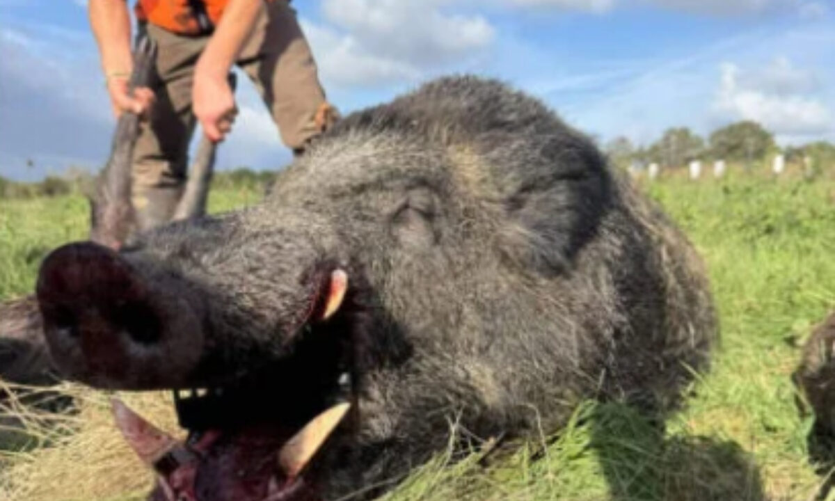 Sanglier de 186,550 kg prélevé en battue dans le Morbihan
