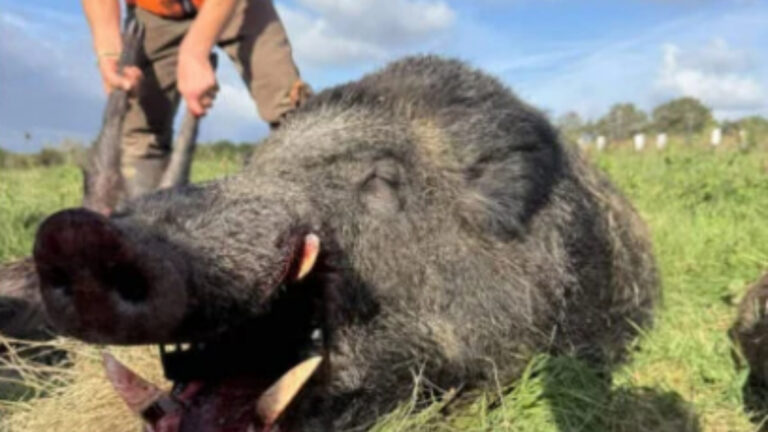 Sanglier de 186,550 kg prélevé en battue dans le Morbihan