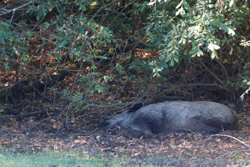 Sanglier espagnol mort de la PPA