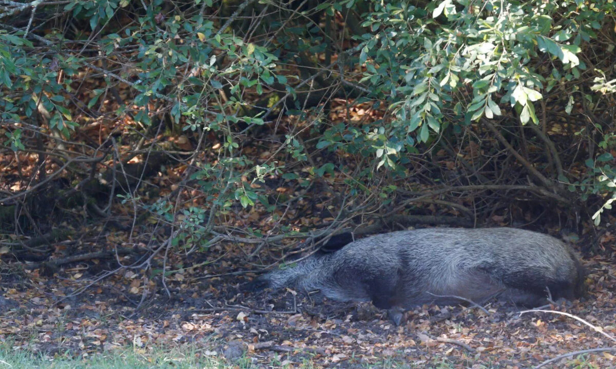 Sanglier espagnol mort de la PPA