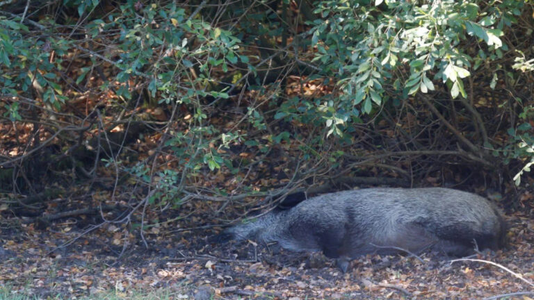 Sanglier espagnol mort de la PPA