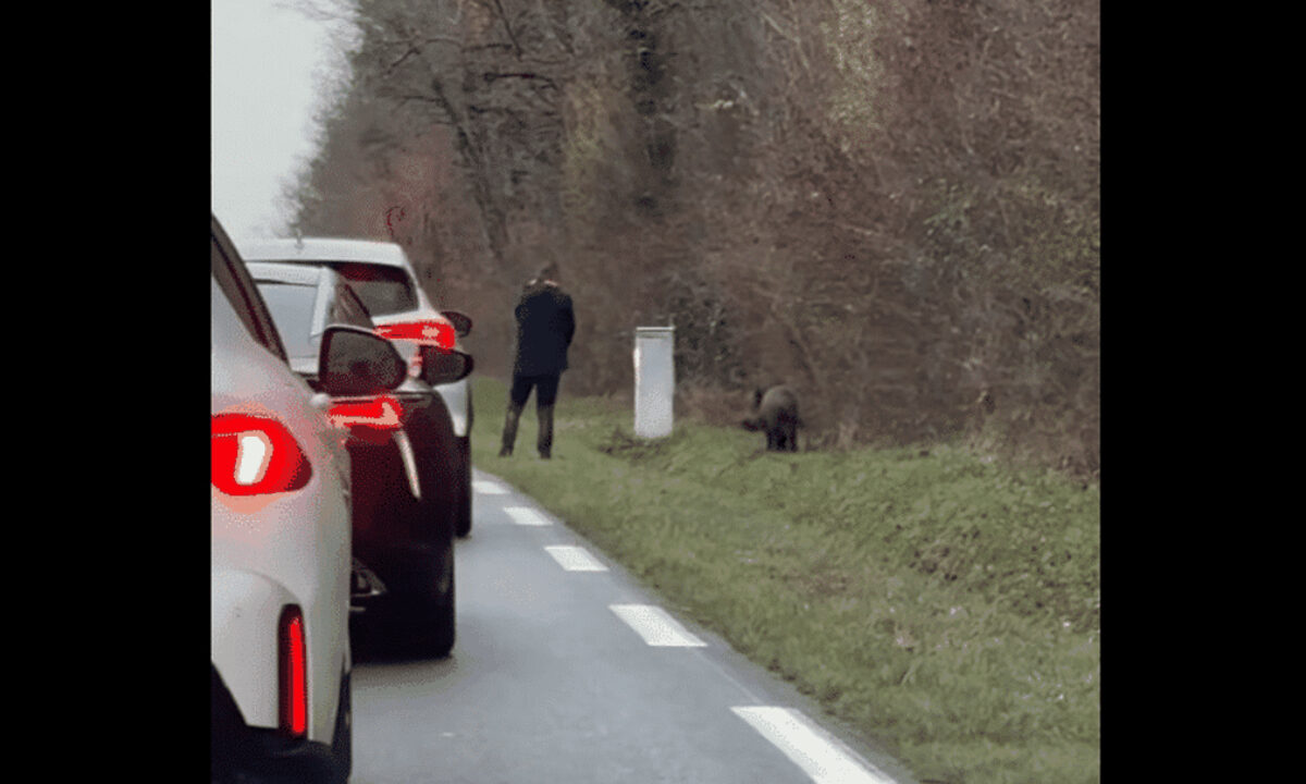 Sanglier achevé au bord d'une route dans l'Indre