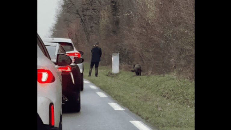 Sanglier achevé au bord d'une route dans l'Indre